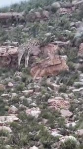 La neige offre un spectacle en Afrique du Sud: la vidéo de lions, girafes et zèbres sous les flocons 1 La neve regala spettacolo in Sudafrica: il video di leoni, giraffe e zebre sotto i fiocchi