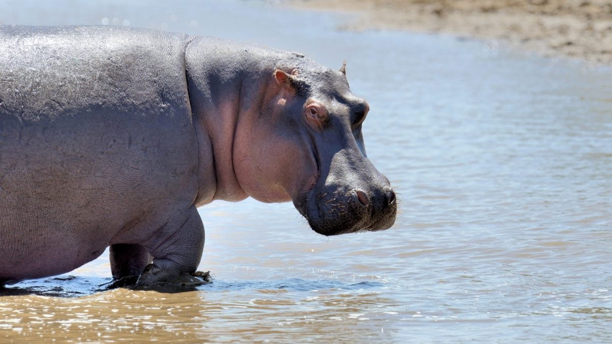 Les hippopotames pourraient voler : ce que révèle la nouvelle étude 2 Immagine
