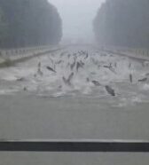 I pesci cominciano a saltare tutti fuori dal fiume durante la pioggia: il video incredibile sui social