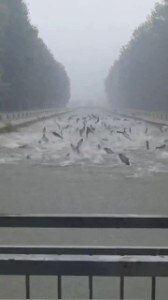 Les poissons commencent à sauter hors de la rivière pendant la pluie : la vidéo incroyable sur les réseaux sociaux 1 I pesci cominciano a saltare tutti fuori dal fiume durante la pioggia: il video incredibile sui social
