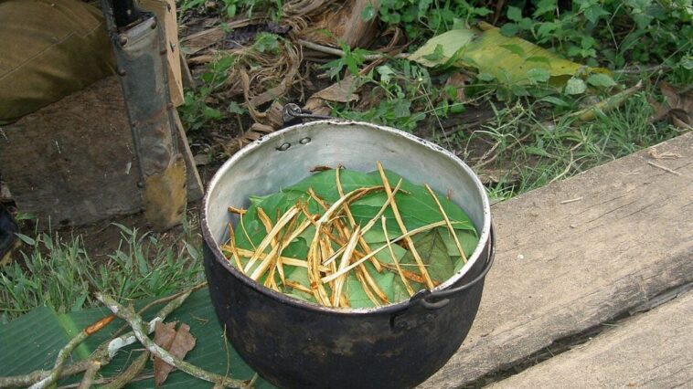 Les vrais effets de l'ayahuasca, la drogue des chamans : "Le délire peut durer des jours entiers" 1 Image