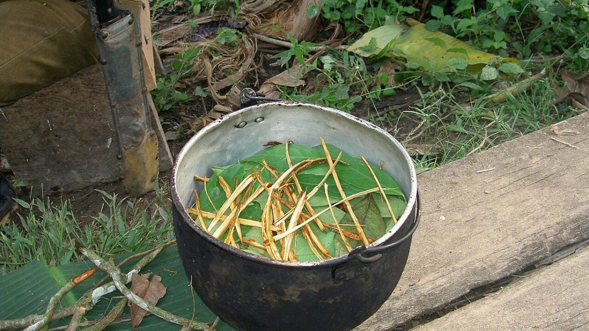 Les vrais effets de l'ayahuasca, la drogue des chamans : "Le délire peut durer des jours entiers" 2 Image
