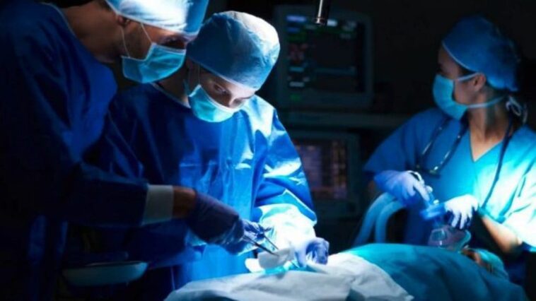 Lisa Pisano est morte, la deuxième personne au monde transplantée avec un rein de porc modifié 1 Immagine