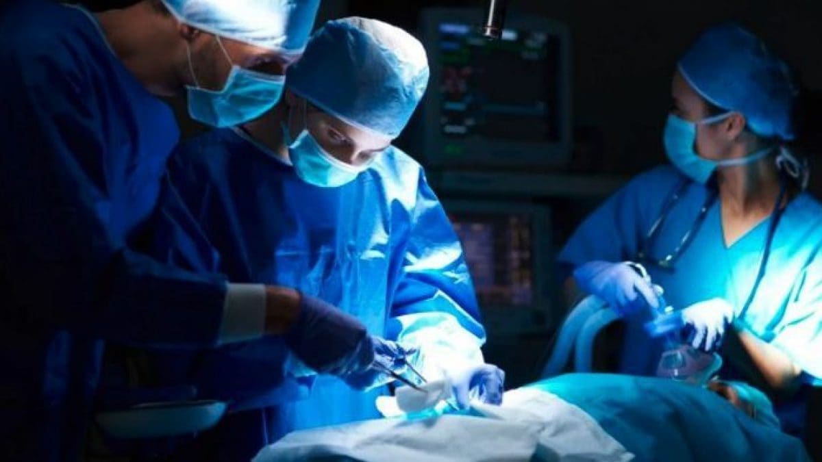 Lisa Pisano est morte, la deuxième personne au monde transplantée avec un rein de porc modifié 2 Immagine