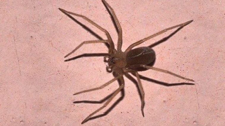 Morsure d'araignée violon, que faire et comment savoir s'il y a du venin: les réponses de l'expert 1 Image