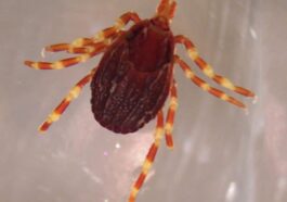 WIKIPEDIA | Tique Hyalomma marginatum
