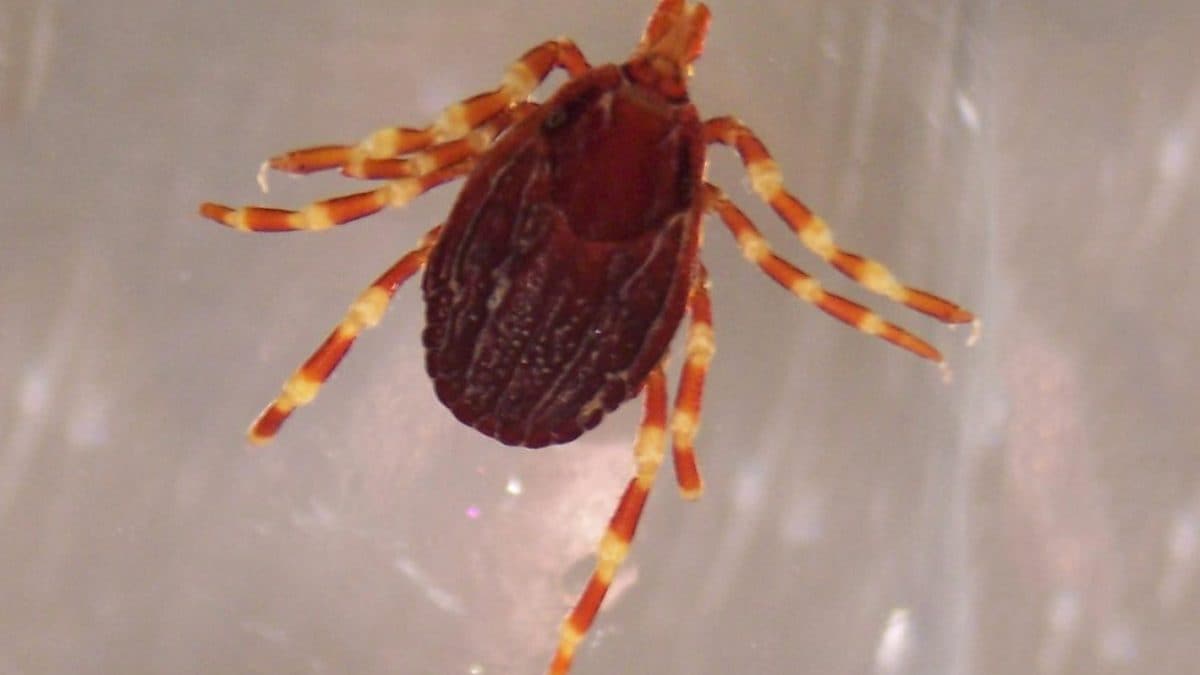 Nouveau cas de passage par fièvre hémorragique de la Crimée-Congo : que est-ce et quelles tiques la transmettent 2 WIKIPEDIA | Tique Hyalomma marginatum