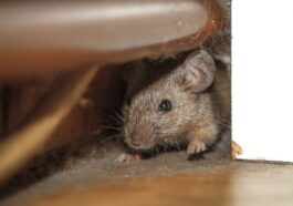 Quatre personnes tuées par la "fièvre des rats" : qu'est-ce que l'infection à hantavirus et comment se transmet-elle 105 Image