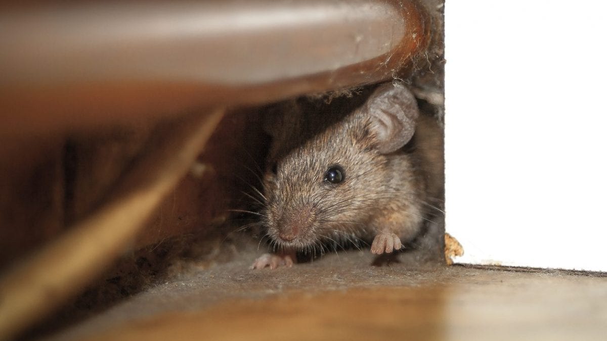 Quatre personnes tuées par la "fièvre des rats" : qu'est-ce que l'infection à hantavirus et comment se transmet-elle 2 Image