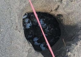 Un nid de tortues marines découvert à Capoportiere en 2023. Crédit : TartaLazio / ParchiLazio