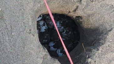 Que faire si vous trouvez un nid de tortue de mer sur la plage 9 Un nid de tortues marines découvert à Capoportiere en 2023. Crédit : TartaLazio / ParchiLazio