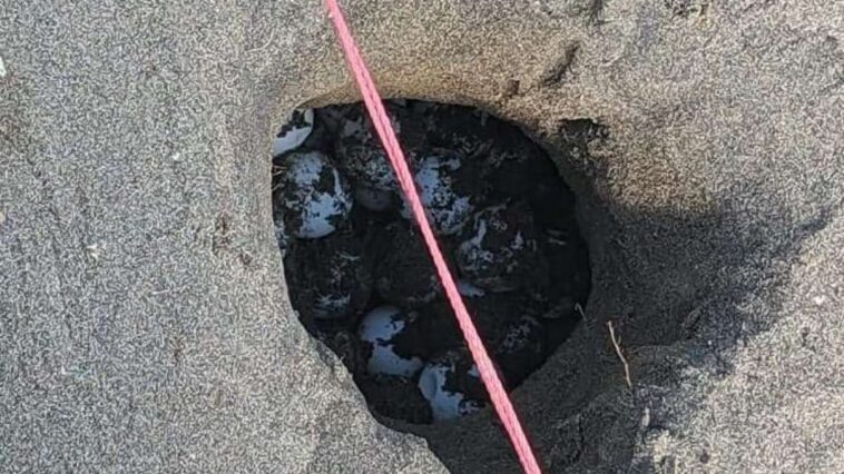 Que faire si vous trouvez un nid de tortue de mer sur la plage 1 Un nid de tortues marines découvert à Capoportiere en 2023. Crédit : TartaLazio / ParchiLazio