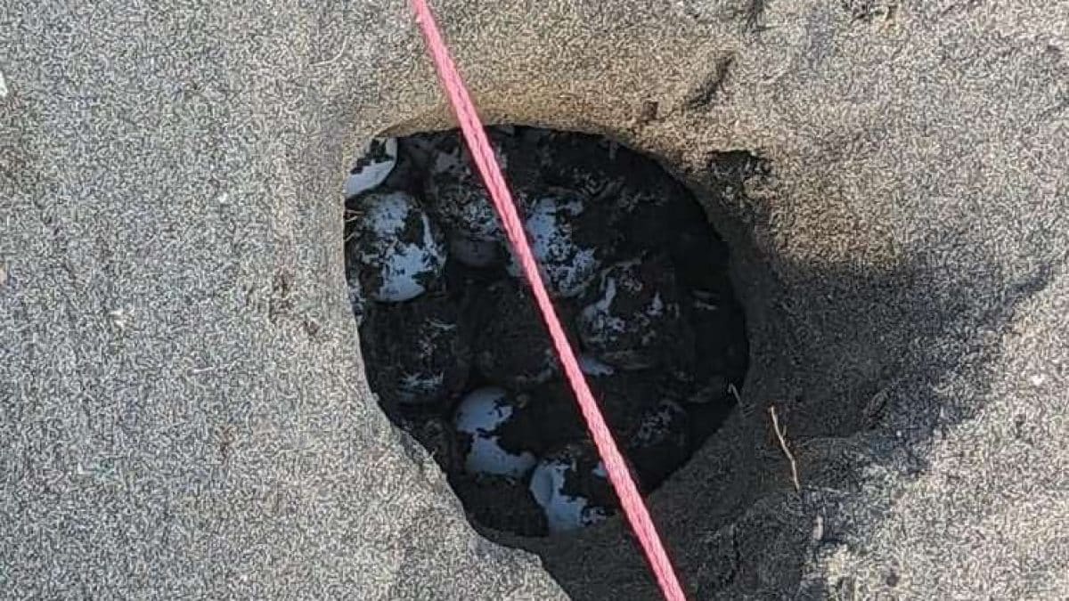 Que faire si vous trouvez un nid de tortue de mer sur la plage 2 Un nid de tortues marines découvert à Capoportiere en 2023. Crédit : TartaLazio / ParchiLazio