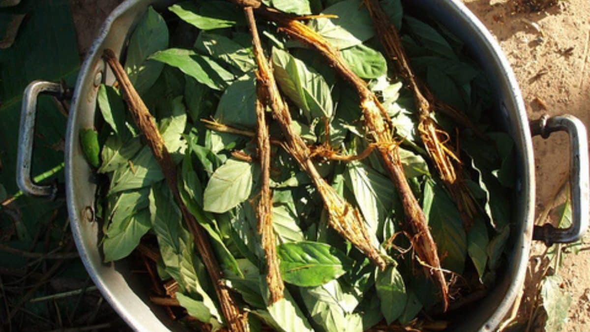 Qu'est-ce que l'Ayahuasca et quels sont les effets de la mystérieuse substance prise par Alex Marangon 2 Immagine