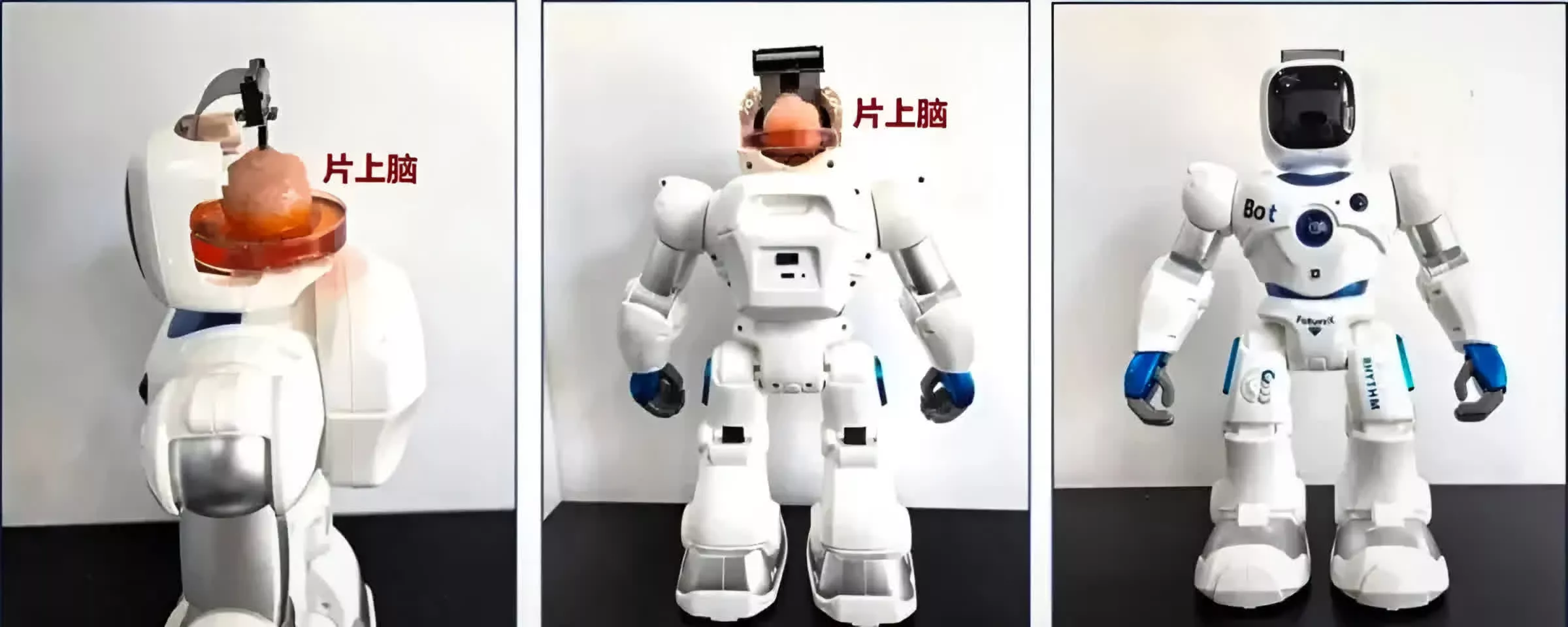 Un robot doté d’un 'Cerveau Humain' cultivé en laboratoire révolutionne l’Interface Cerveau-Ordinateur 2 quotPerceequot robot avec cultive en laboratoire quotcerveau humainquot promet des