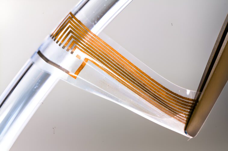 Les chercheurs créent des électrodes avec de l'or qui interagissent avec le système nerveux humain 1 Researchers create soft gold nerves using conductive nanowires