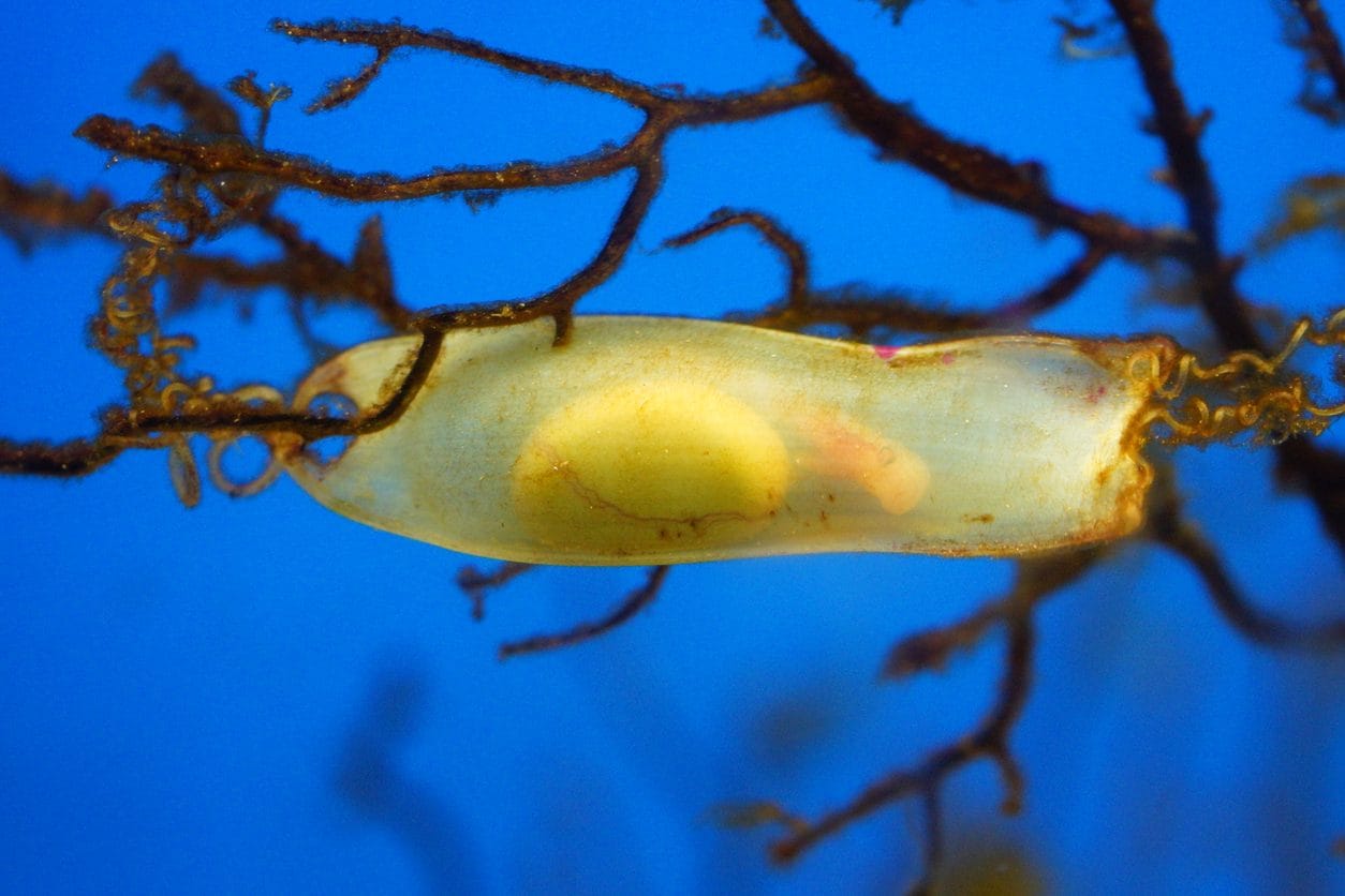 Que sont les étranges sacs "cornus" que l'on trouve sur la plage : on les appelle les porte-monnaie des sirènes 4 Image