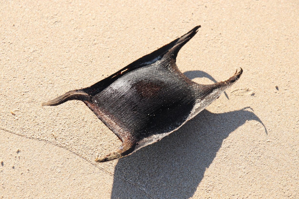 Que sont les étranges sacs "cornus" que l'on trouve sur la plage : on les appelle les porte-monnaie des sirènes 3 Image
