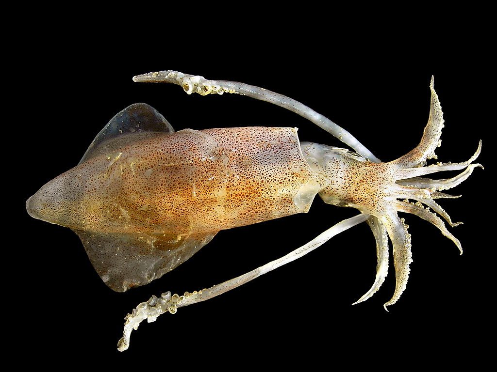 Les poulpes n'ont pas de tentacules, même si on nous a toujours dit ainsi : comment s'appellent leurs appendices 3 Un calamar dans lequel on voit les deux longs tentacules et les huit bras. Crédit : Hans Hillewaert