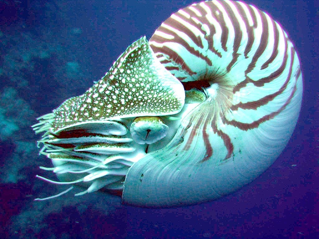 Les poulpes n'ont pas de tentacules, même si on nous a toujours dit ainsi : comment s'appellent leurs appendices 4 Nautilus. Crédit : Profberger