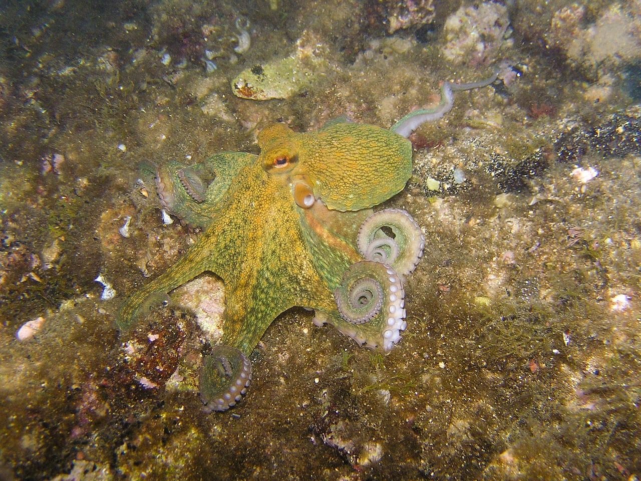 Les poulpes n'ont pas de tentacules, même si on nous a toujours dit ainsi : comment s'appellent leurs appendices 5 Pieuvre. Crédit : Profberger