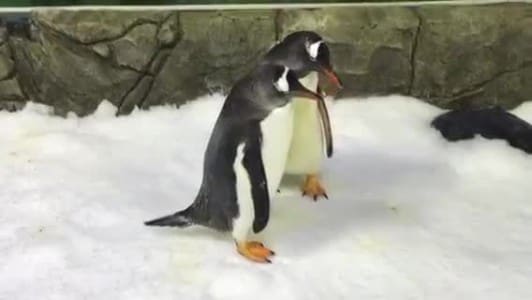 La triste finale de Sphen et Magic, le couple de pingouins gays : l'un meurt, l'autre entonne un chant 3 1724322591 472 La triste finale de Sphen et Magic le couple de
