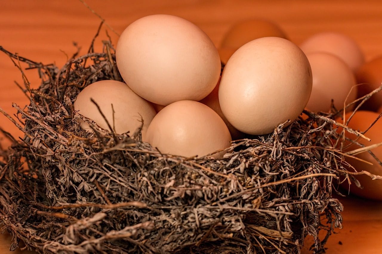 Qu'est-ce que la salmonelle et pourquoi se trouve-t-elle souvent dans les œufs : symptômes, causes et risques de l'infection 5 Image