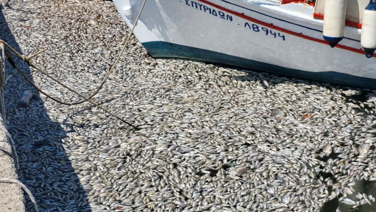 Des centaines de milliers de poissons morts envahissent un port de plaisance en Grèce : la vidéo 2 Image