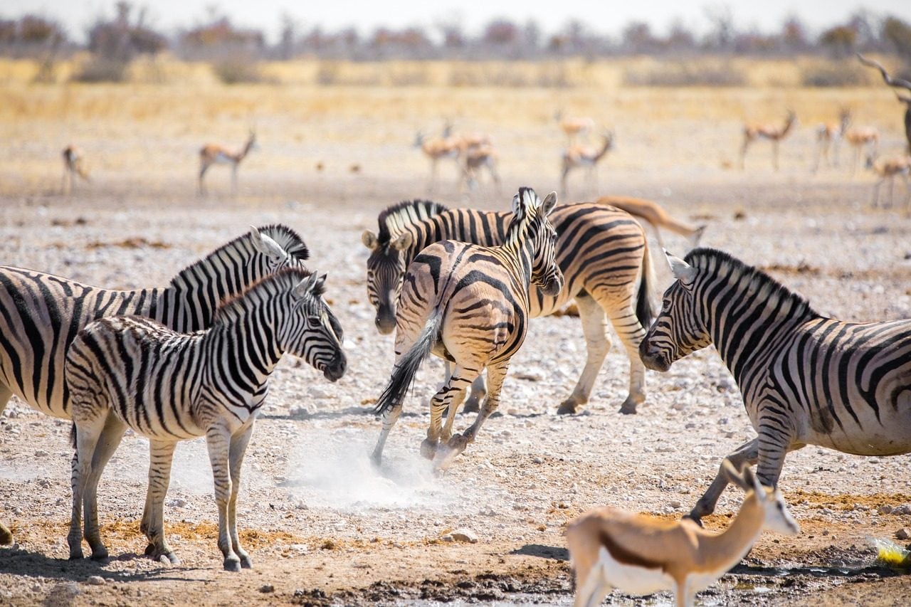 La Namibie tuera des éléphants, des zèbres et des hippopotames pour nourrir la population dû à la sécheresse 3 Image