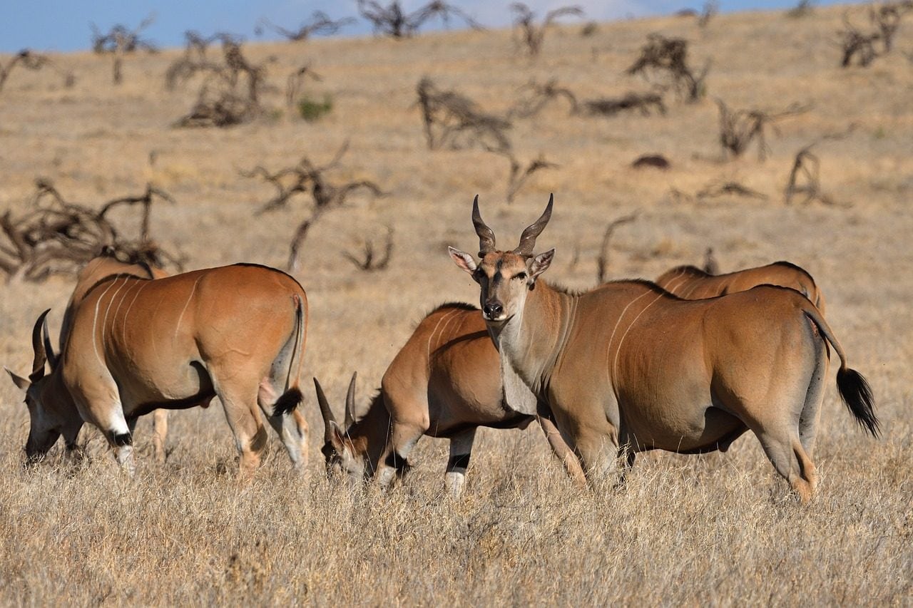 La Namibie tuera des éléphants, des zèbres et des hippopotames pour nourrir la population dû à la sécheresse 5 Antilopes