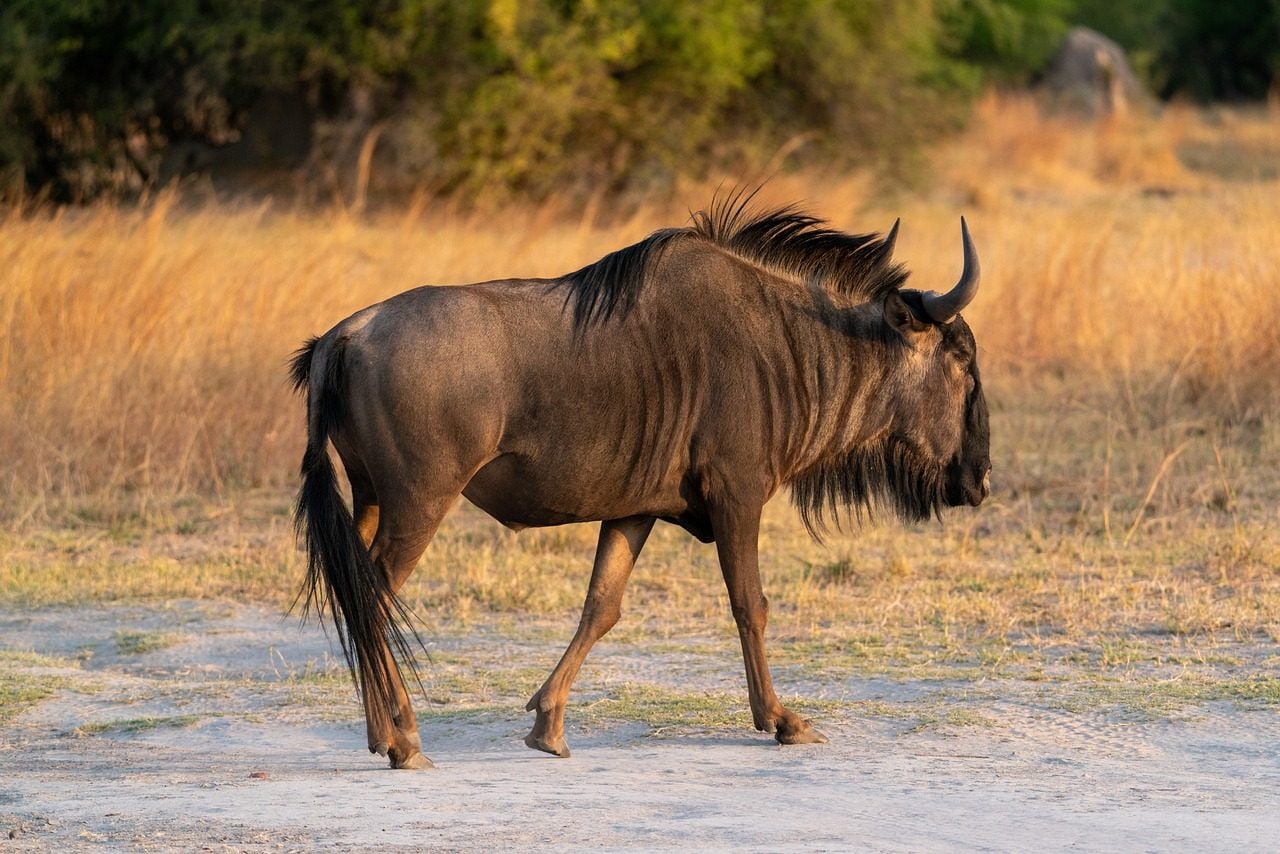 La Namibie tuera des éléphants, des zèbres et des hippopotames pour nourrir la population dû à la sécheresse 6 Image
