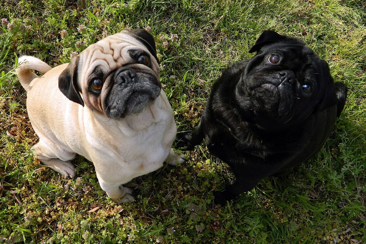 Mélanges plus sains que les chiens de race pure : nouvelle recherche éclaire la santé de nos amis à fourrure 3 Carlins. Crédit : wikipedia