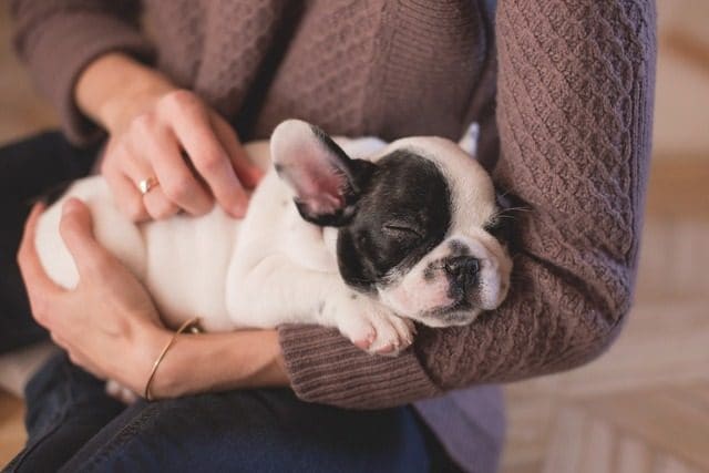 Mélanges plus sains que les chiens de race pure : nouvelle recherche éclaire la santé de nos amis à fourrure 4 Image
