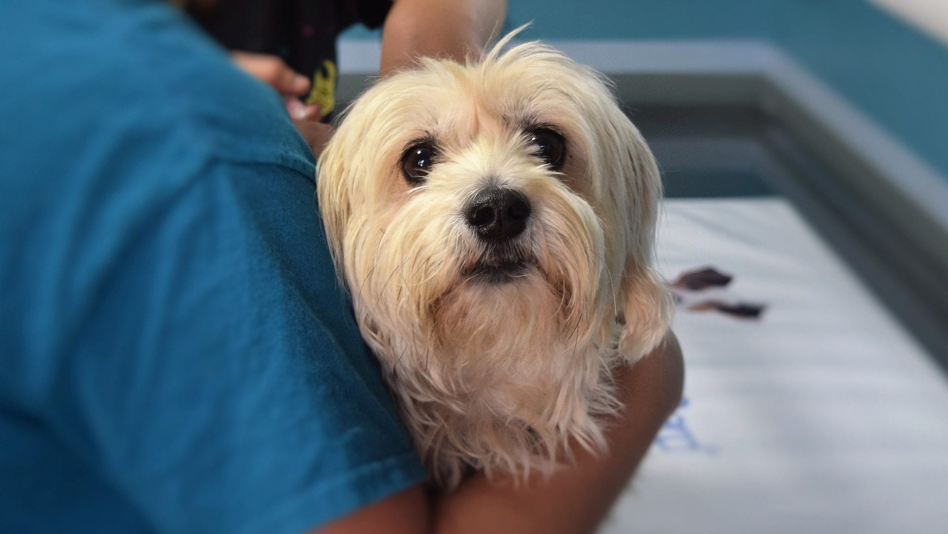 Mélanges plus sains que les chiens de race pure : nouvelle recherche éclaire la santé de nos amis à fourrure 5 Image