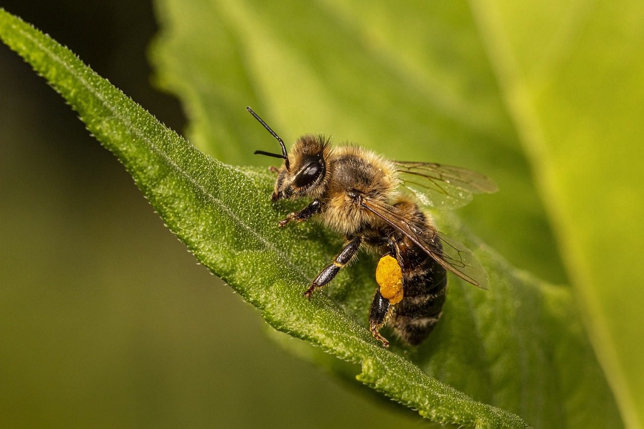 Comment distinguer les abeilles des guêpes et comment reconnaître les mouches "imposteurs" qui les imitent 6 Une vraie abeille (Apis mellifera)