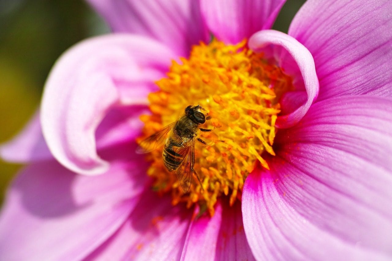 Comment distinguer les abeilles des guêpes et comment reconnaître les mouches "imposteurs" qui les imitent 3 Syrphidae imitant une abeille