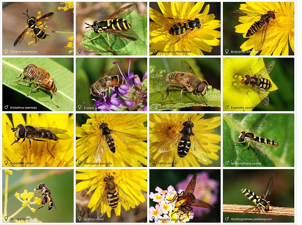 Comment distinguer les abeilles des guêpes et comment reconnaître les mouches "imposteurs" qui les imitent 4 Différentes espèces de Syrphidae