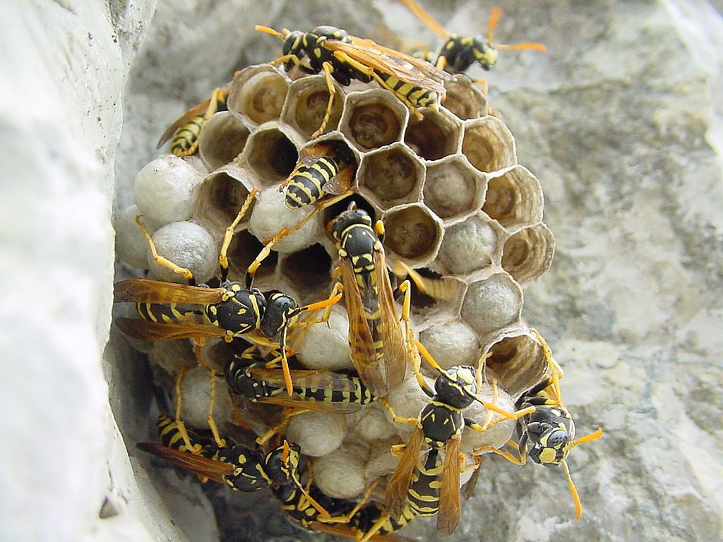 Comment distinguer les abeilles des guêpes et comment reconnaître les mouches "imposteurs" qui les imitent 7 Nid de guêpe maçonne