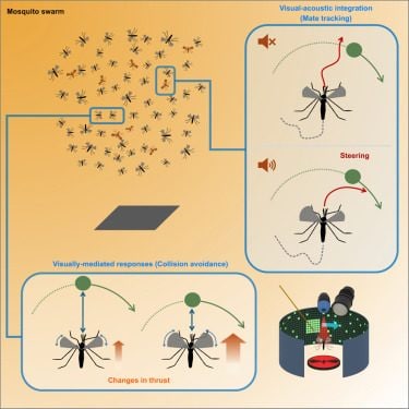 Les moustiques ont un point faible que nous pouvons exploiter pour des pièges plus efficaces 3 Illustration des tests menés par les chercheurs / Crédit : Current Biology