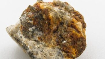 Un petit fragment (6,5 mm) de la météorite Ribbeck trouvé 6 jours après l'impact avec la Terre : sa surface montre déjà des effets de l'altération terrestre / Crédit : Bischoff A. et al., Meteoritics & Planetary Science 2024.