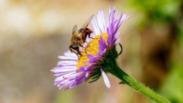 Comment distinguer les abeilles des guêpes et comment reconnaître les mouches "imposteurs" qui les imitent 3 Image