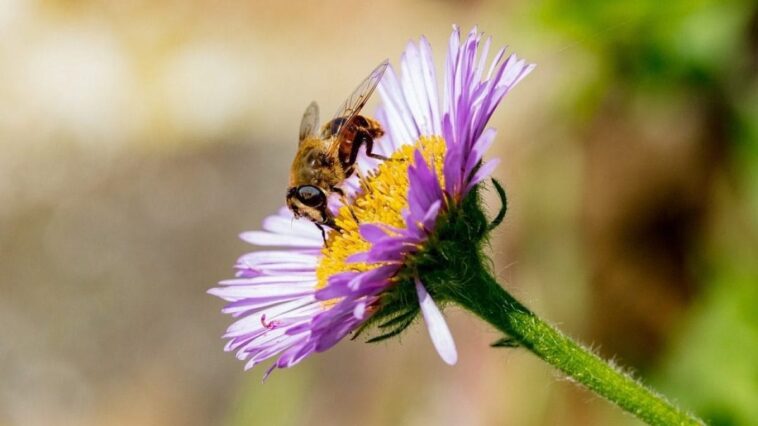 Comment distinguer les abeilles des guêpes et comment reconnaître les mouches "imposteurs" qui les imitent 1 Image