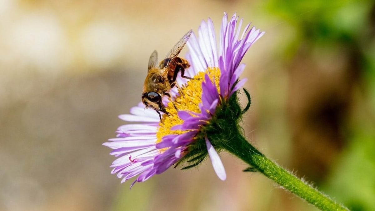 Comment distinguer les abeilles des guêpes et comment reconnaître les mouches "imposteurs" qui les imitent 2 Image