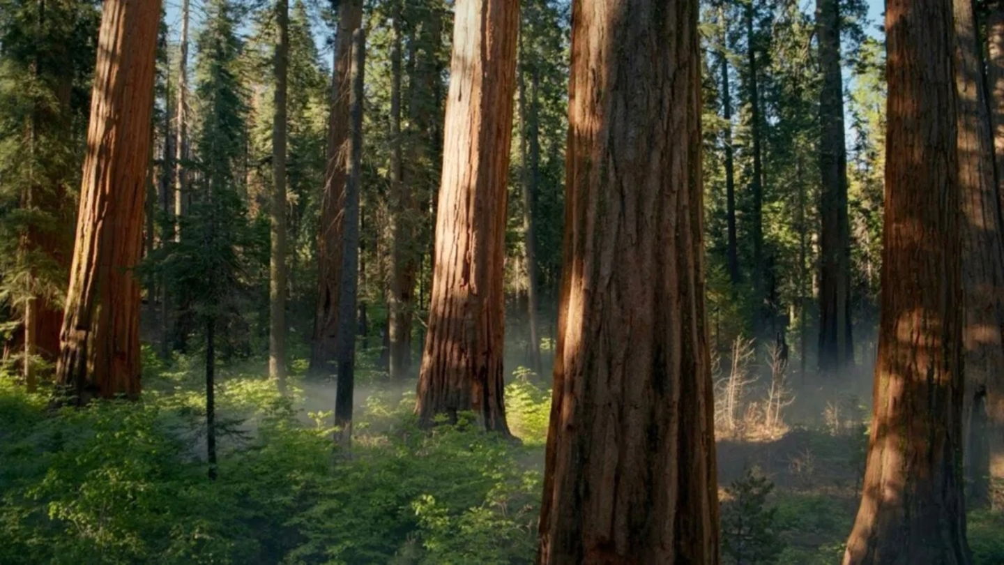 Découvrez les nouveaux fonds d'écran qui sont arrivés dans la dernière bêta de macOS Sequoia 3 Nouveau fond d'écran de macOS Sequoia