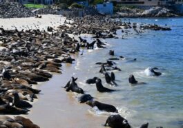 Des centaines de lions de mer envahissent une plage en Californie : “Jamais vus autant”. Les images 67 Les lions de mer sur la plage de San Carlos