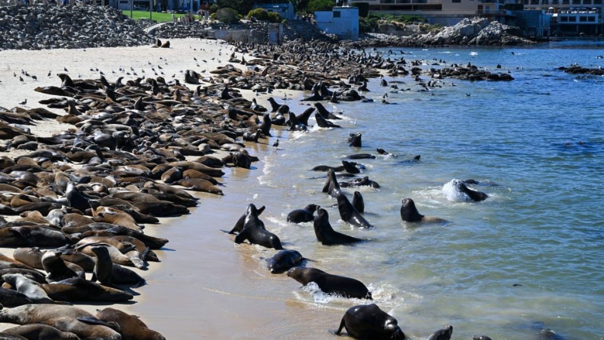 Les lions de mer sur la plage de San Carlos