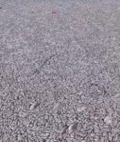 Des centaines de milliers de poissons morts envahissent un port de plaisance en Grèce : la vidéo 8 Vidéo miniature
