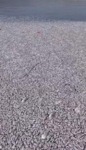 Des centaines de milliers de poissons morts envahissent un port de plaisance en Grèce : la vidéo 1 Vidéo miniature