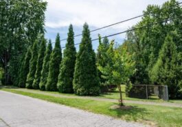Ils plantent des arbres dans un quartier et réduisent le risque de crise cardiaque et cancer des résidents 15 Une rue du quartier étudié avec la plantation d'arbres. Crédit : Mike Wilkinson pour The Nature Conservancy