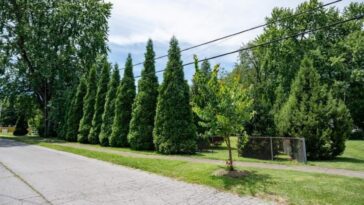 Ils plantent des arbres dans un quartier et réduisent le risque de crise cardiaque et cancer des résidents 17 Une rue du quartier étudié avec la plantation d'arbres. Crédit : Mike Wilkinson pour The Nature Conservancy